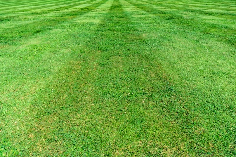 Lush treated lawn