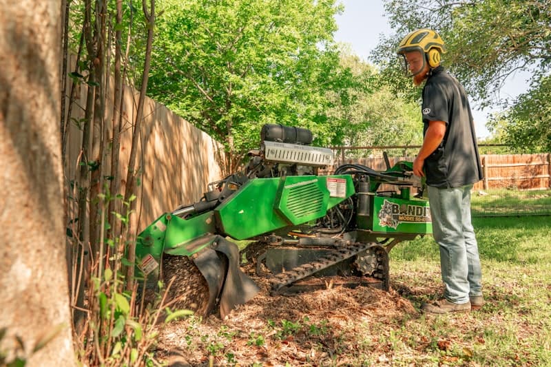 Professional tree service