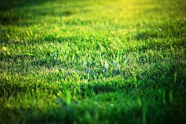 Grass Treatment