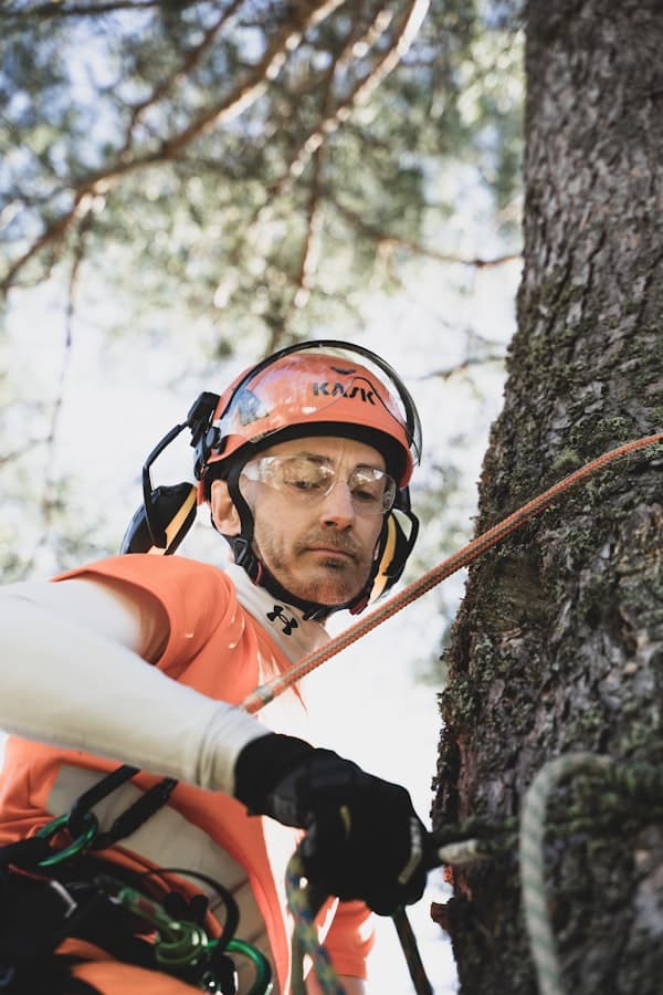 Tree Services & Removal